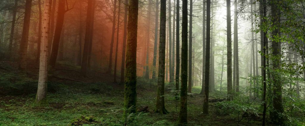 incendios-forestales-2022